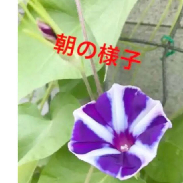 まろもこママ用　　✴️ 日本朝顔  変化咲きする  苗2本 ハンドメイドのフラワー/ガーデン(プランター)の商品写真