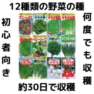 【すぐに何度でも収穫できるサラダ野菜の種12セット！】ベランダ、プランター(野菜)