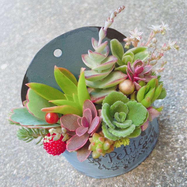 ★★モリモリ❤️可愛い★寄せ植え★このまま飾れます★多肉植物 ★★モリモリ❤️可愛い★寄せ植え★このまま飾れます★多肉植物