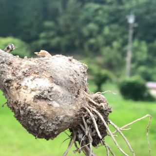 採れたて　生ニンニク　無農薬　(野菜)