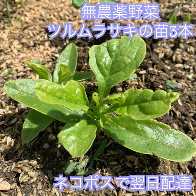 ツルムラサキの苗3本＊無農薬野菜＊ネバネバ野菜＊プランター＊ネコポスで翌日配達 食品/飲料/酒の食品(野菜)の商品写真