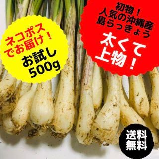 お買い得！　ここだけ！「恋島 古宇利島」島らっきょう500g！(野菜)