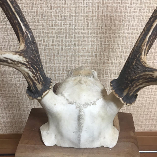 鹿の角の置物 鹿の角の置物