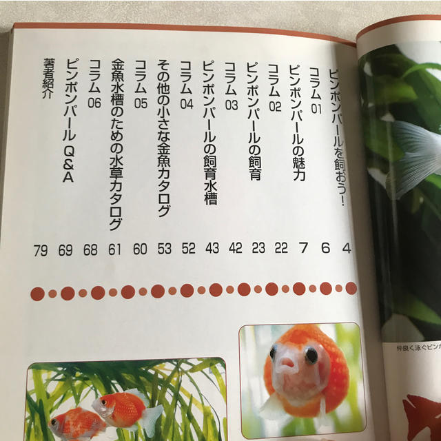 ピンポンパ－ルを飼おう！ ピンポンパ－ルと小さな金魚の楽しみ方 エンタメ/ホビーの本(住まい/暮らし/子育て)の商品写真