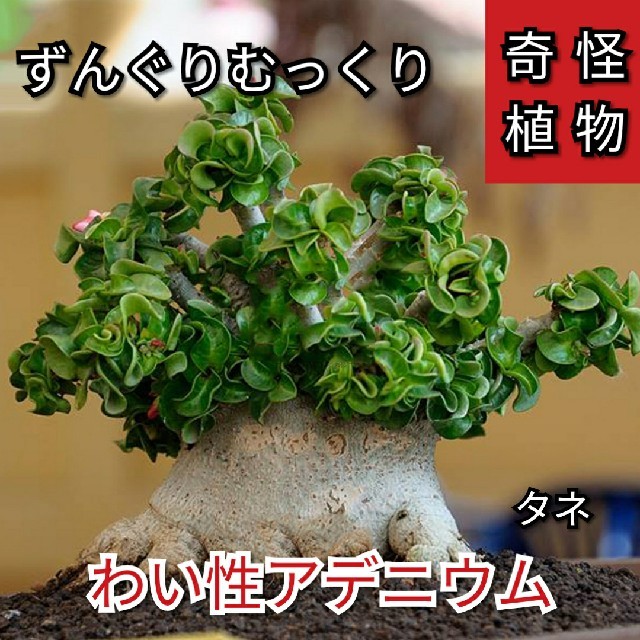 【多肉植物】矮性!アデニウム(Dorset Horn)ドーセットホーン種子2粒 ハンドメイドのフラワー/ガーデン(その他)の商品写真