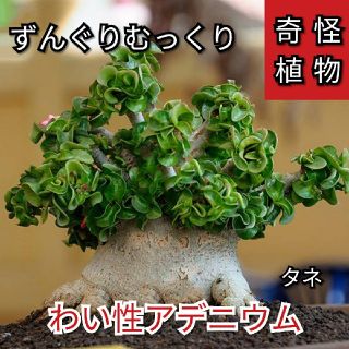【多肉植物】矮性!アデニウム(Dorset Horn)ドーセットホーン種子2粒