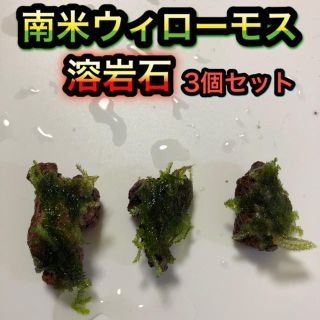 専用★グリーンロタラ10本　南米ウィローモス溶岩石SSサイズ3個(アクアリウム)