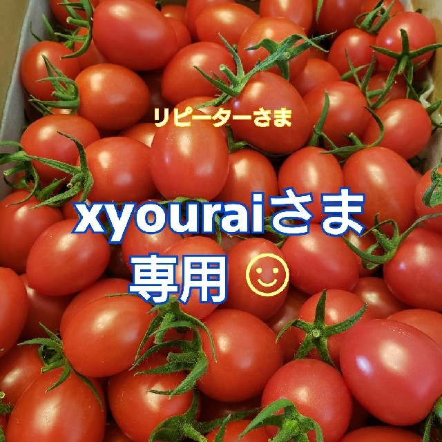 ４㎏ xyouraiさま専用です☺️ ミニトマト 食品/飲料/酒の食品(野菜)の商品写真
