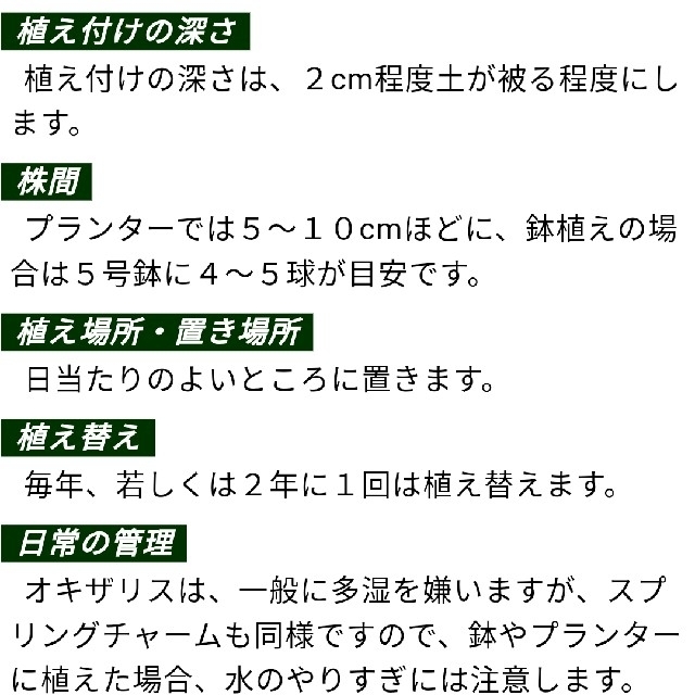 オキザリス　スプリングチャーム　10球＋α ハンドメイドのフラワー/ガーデン(その他)の商品写真