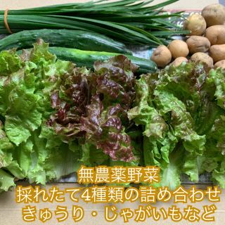 本日限定＊採れたて無農薬野菜4種類の詰め合わせ＊きゅうり等＊ネコポスで翌日配達＊(野菜)