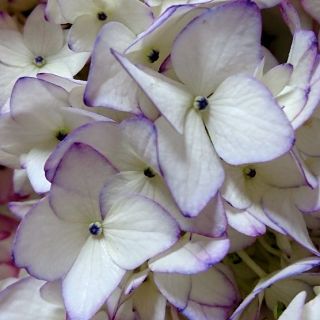 来年咲く♥️縁が紫の紫陽花(その他)