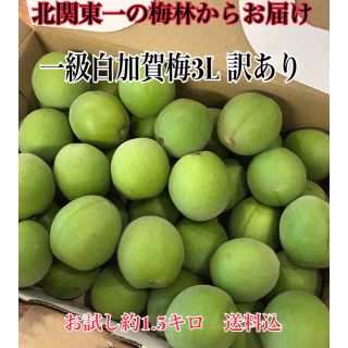 ！数量限定！高級白加賀青梅3L 約1.5キロ　お試し送料込(フルーツ)