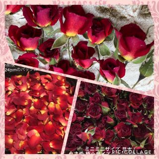 花花様専用★ミニミニ薔薇♡赤&濃いピンク&茎長め&花びら2g（小さめ）計4セット(ドライフラワー)