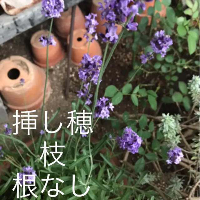 (ᵔᴥᵔ)♡ラベンダー♡挿し穂用♡2本♡可愛いお庭♡（イングリッシュガーデン