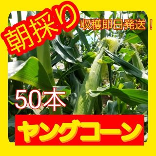 朝採りヤングコーン(野菜)