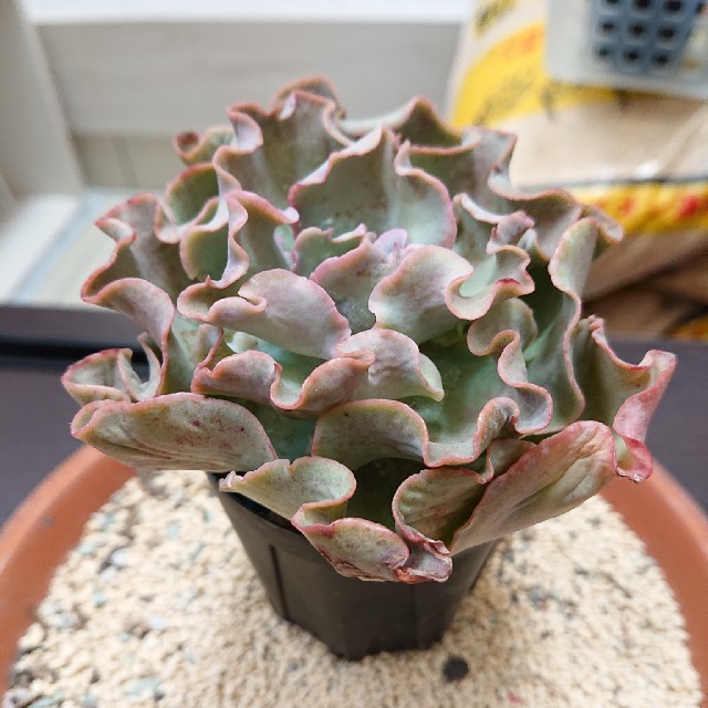 専用です☆   エケベリア  シャビアナ 多肉  抜き苗 ハンドメイドのフラワー/ガーデン(その他)の商品写真