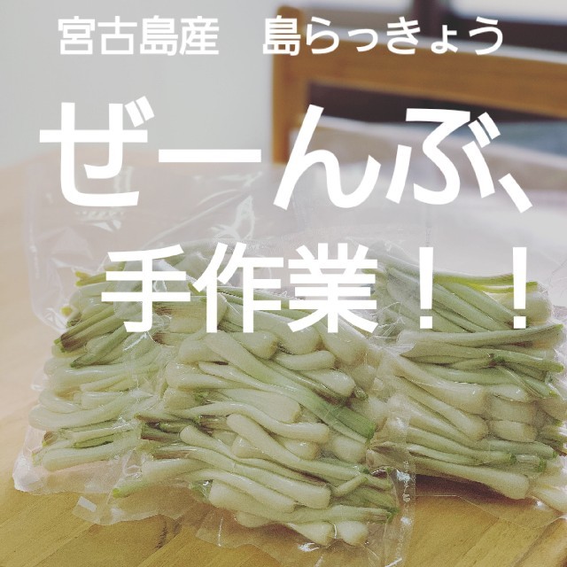 宮古島産　島らっきょう　1kg 食品/飲料/酒の食品(野菜)の商品写真