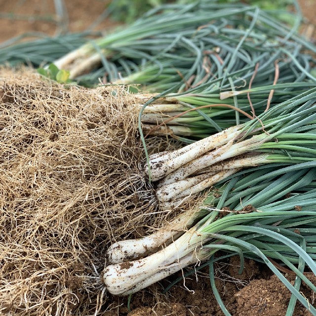 宮古島産　島らっきょう　1kg 食品/飲料/酒の食品(野菜)の商品写真