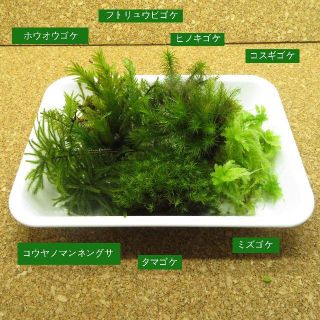 苔　苔セット　テラリウム　素材　コケミックス(その他)