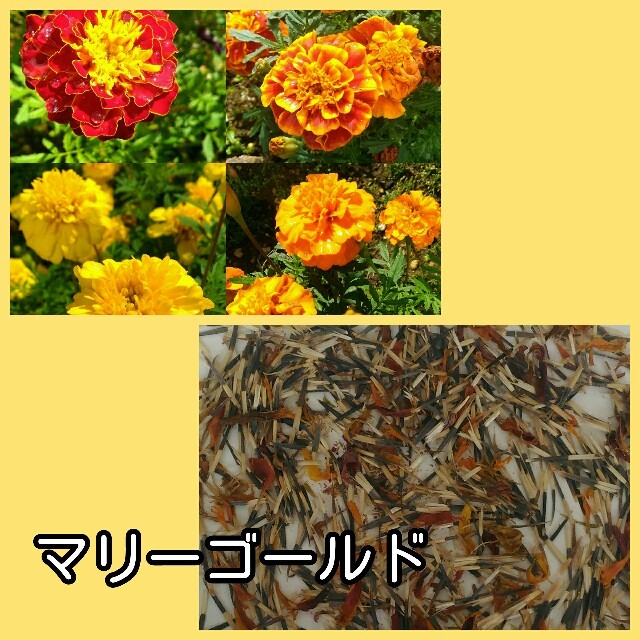 お花の種 ３種類セット マリーゴールド ひまわり キンセンカの通販 By Smile ラクマ