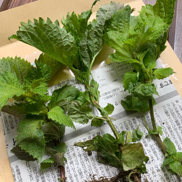 採れたて青しそ /大葉の苗3本＊無農薬野菜＊＊プランター＊初心者向け＊ネコポス＊ 食品/飲料/酒の食品(野菜)の商品写真