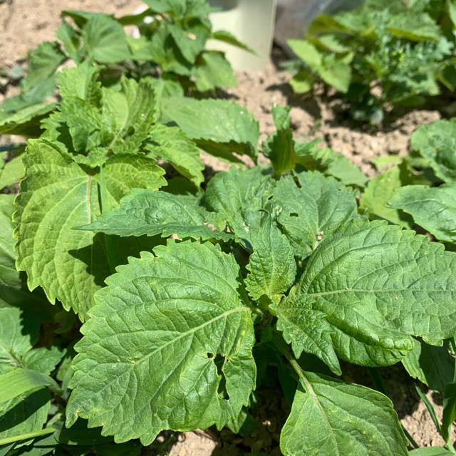 採れたて青しそ /大葉の苗3本＊無農薬野菜＊＊プランター＊初心者向け＊ネコポス＊ 食品/飲料/酒の食品(野菜)の商品写真