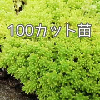 多肉植物　細葉万年草　100カット苗(その他)