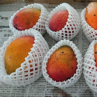 15. マンゴー 3kg 家庭用 傷黒点ありマンゴー製作所おまかせプラン(フルーツ)