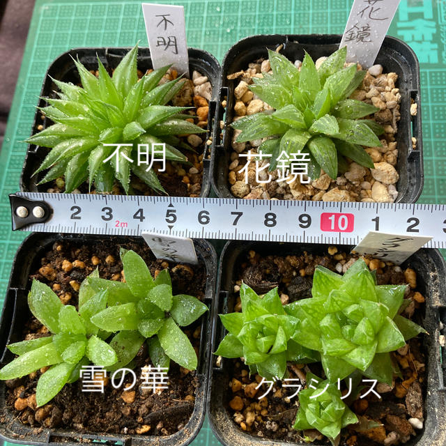 多肉植物 ハオルチア4種類セット の通販 By まめラブ S Shop ラクマ