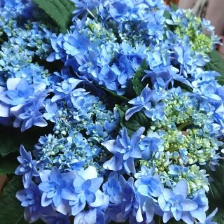 紫陽花挿し穂 挿し枝 ラスト3本(その他)