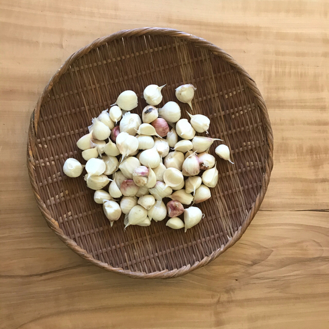 採れたて　生ニンニク　無農薬 食品/飲料/酒の食品(野菜)の商品写真