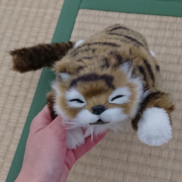 爆笑 ゴロゴロにゃんこ キジトラ