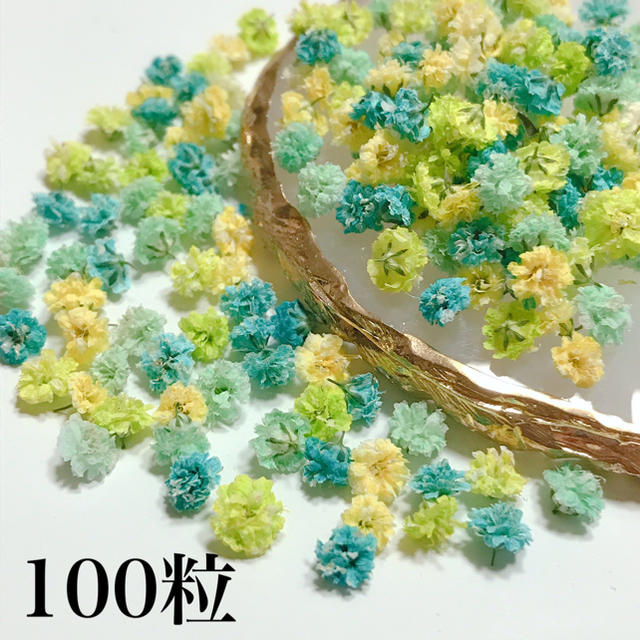 かすみ草　ドライフラワー　イエローグリーン100粒 ハンドメイドのフラワー/ガーデン(ドライフラワー)の商品写真