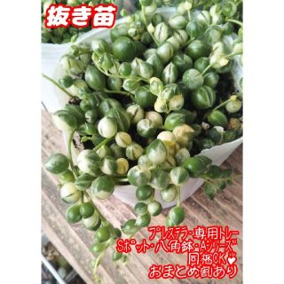 【抜き苗】斑入りグリーンネックレス 多肉植物 セネキオ 紅葉(その他)