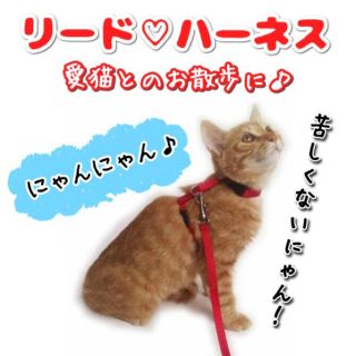 猫ちゃん用 リード&ハーネス 愛猫 散歩 即購入大歓迎 (猫)