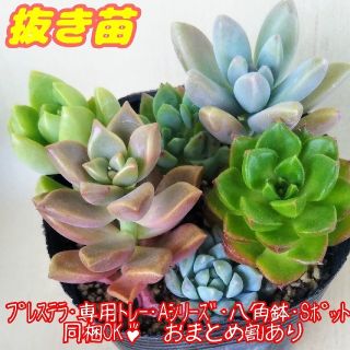 【erio様 専用】【ポットごと】多肉植物 カラフル寄せ植え♪-2 セダム 紅葉(その他)