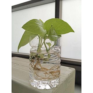 観葉植物　ポトス  ライム　水挿し苗(その他)