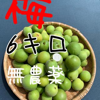 ６キロ無農薬B品ワケあり群馬県産 生梅 送料込！梅酒　梅ジュース　梅シロップ(フルーツ)