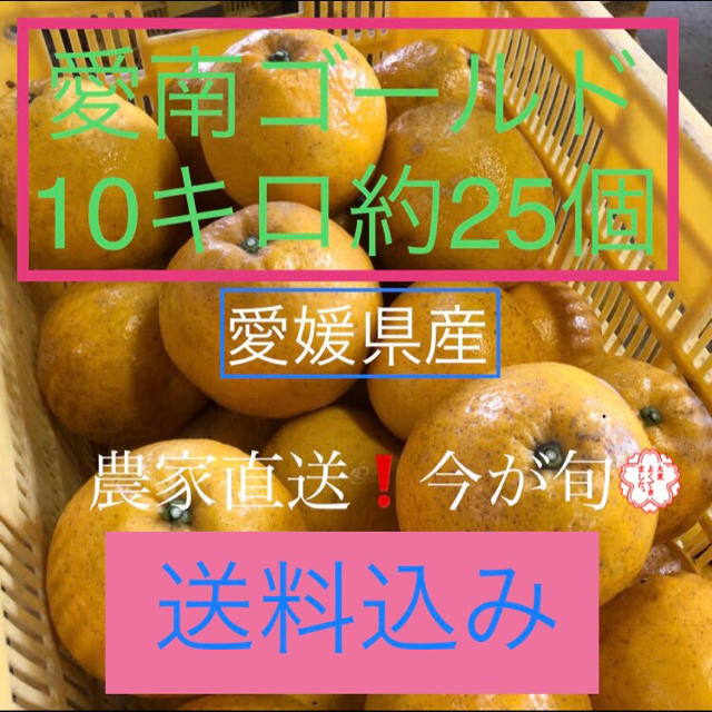 愛媛県産 農家直送 愛南ゴールド(河内晩柑) 食品/飲料/酒の食品(フルーツ)の商品写真