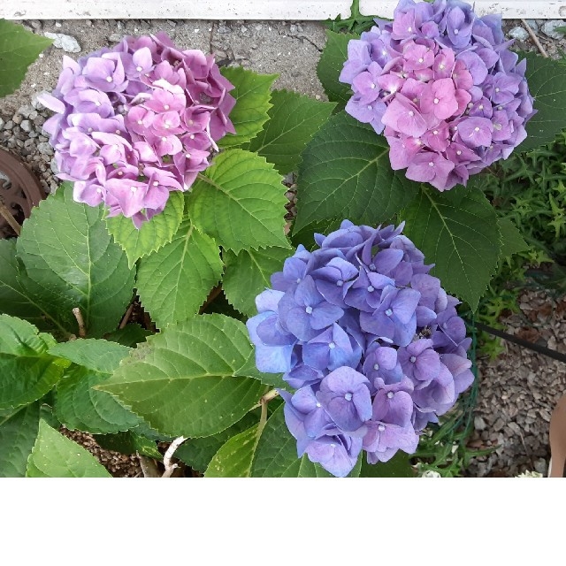 紫陽花さしほ アジサイ 挿し木用 挿し穂2本の通販 by ノリコリー 紫陽花さしほ アジサイ 挿し木用 挿し穂2本の通販 by ノリコリー