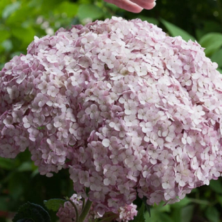 ポーリッシュオピタリー 植木鉢の通販 ラクマ