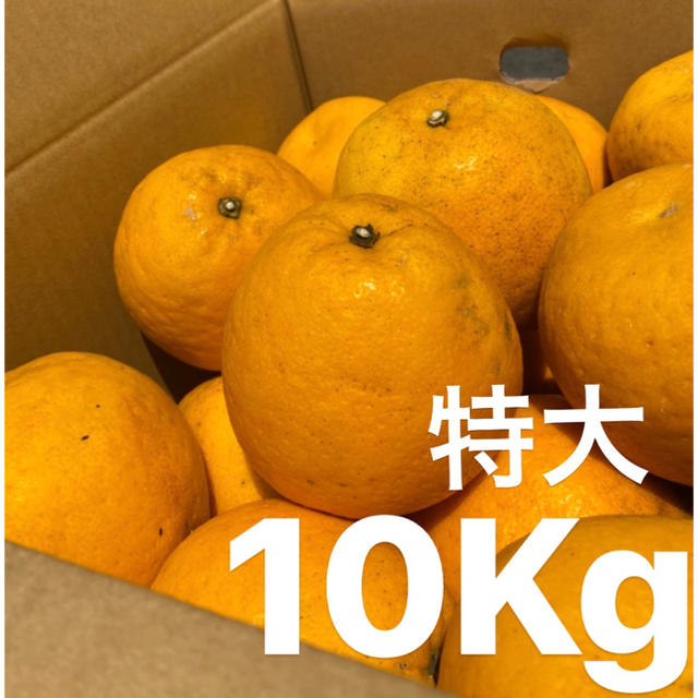 特大　宇和ゴールド　10Kg  河内晩柑　愛媛　みかん 食品/飲料/酒の食品(フルーツ)の商品写真