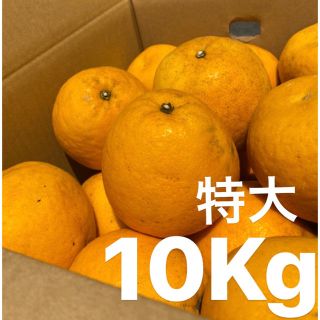 特大　宇和ゴールド　10Kg  河内晩柑　愛媛　みかん(フルーツ)