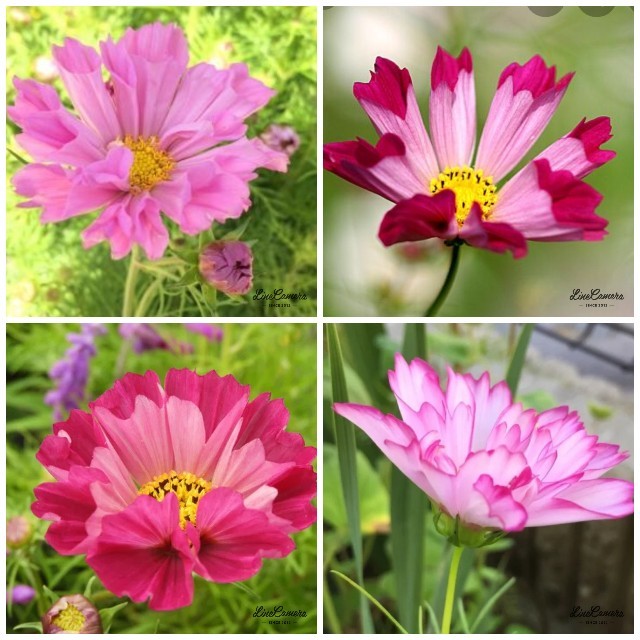花の種 コスモスの種 シーシエル50粒の通販 By コロちゃん S Shop ラクマ 花の種 コスモスの種 シーシエル50粒の通販 By コロちゃん S Shop ラクマ