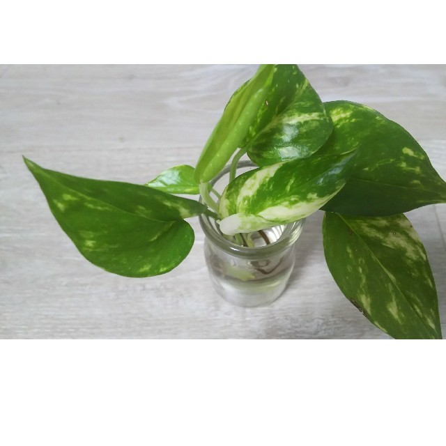 セール ポトス 3本 根っ子付き 水栽培 自家製 観葉植物 セット お買い得 の通販 By Linlin S Shop ラクマ セール ポトス 3本 根っ子付き 水栽培 自家製 観葉植物 セット お買い得 の通販 By Linlin S Shop ラクマ