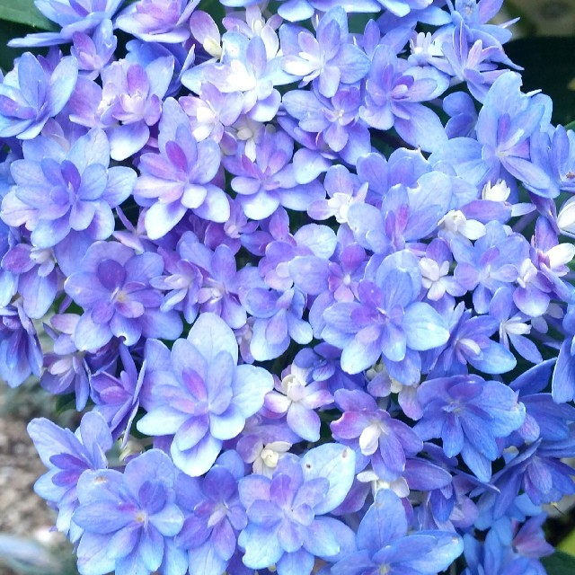 ♥️紫陽花挿し穂 ハンドメイドのフラワー/ガーデン(その他)の商品写真