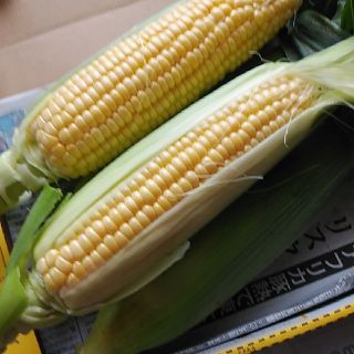 もぎたてトウモロコシコンパクト(野菜)