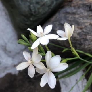 増量中 ヒメヒオウギ アルバ(白花)の種 30粒(その他)