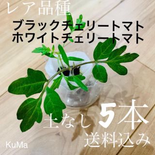 トマト苗・小(ブラックチェリートマトorホワイトチェリートマト)(野菜)