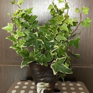 アイビー観葉植物切り苗(その他)